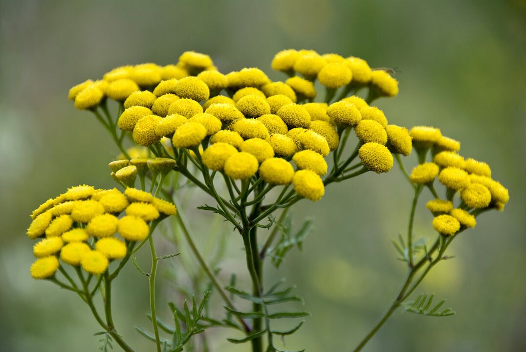 Eliminate worm infestations with tansy
