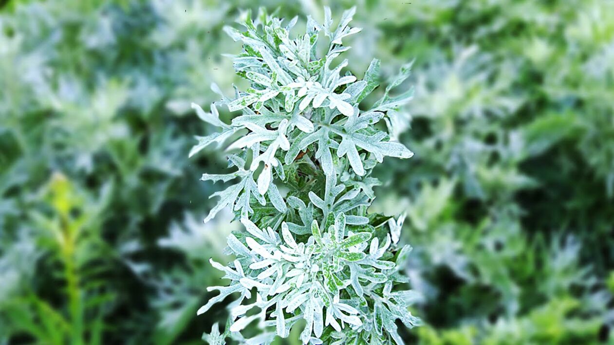 Wormwood is widely used for deworming