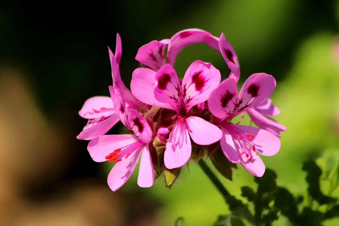 pelargonium against worms