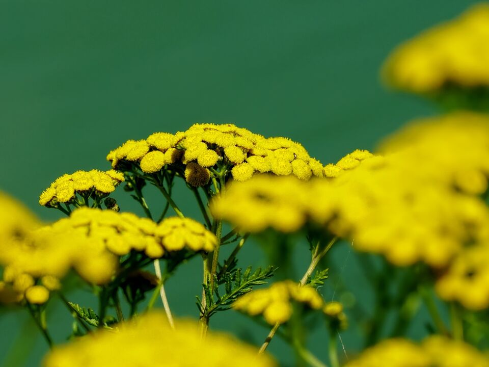 tansy against worms