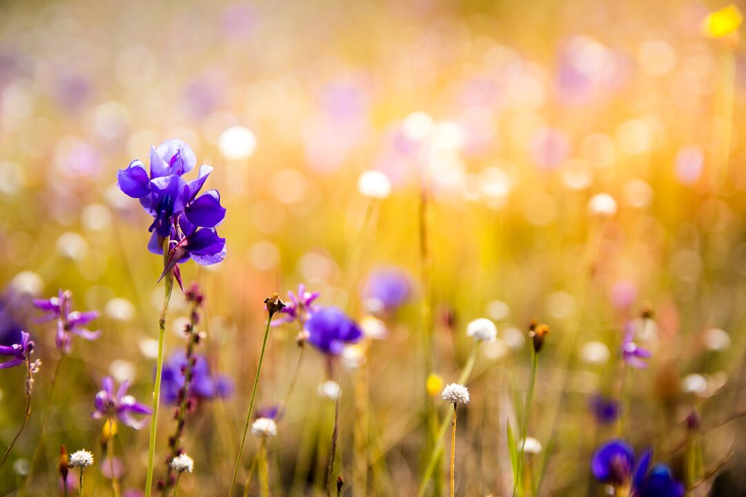 wild flowers against worms