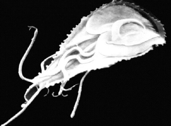 Giardia is a protozoan flagellate parasite. 