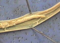parasitic